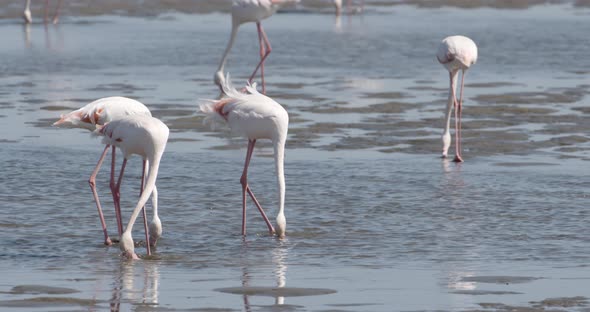 Flamingo Flock Feeding