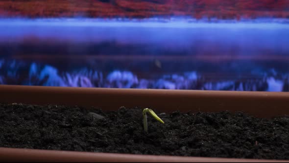 Plants Growing Timelapse Sprouts Germination on Window in Seedling Pot Macro