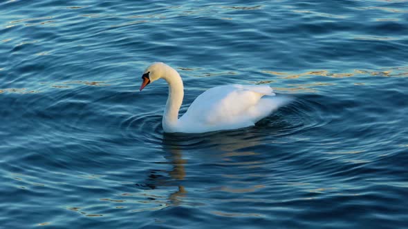 White Swan Floating Smoothly along the Water Surface