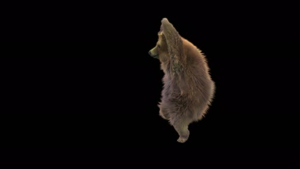 148 Bear Dancing 4K alt