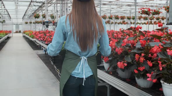 Happy Industrial Greenhouse Worker Carry Boxes Full of Flowers. Smiling and Happy Woman with Flowers alt