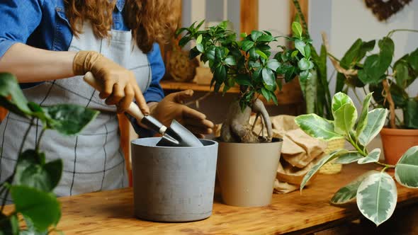 Woman Transplants Houseplant alt