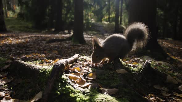 Dark slomo shot of squirrel eating on ground in forest, close view alt
