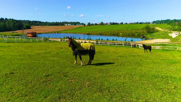 Horses On A Ranch