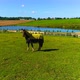 Horses On A Ranch - VideoHive Item for Sale