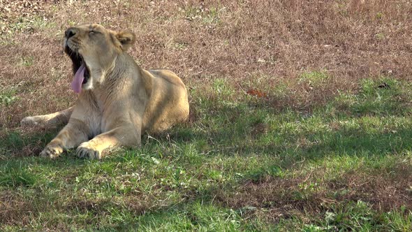 Lioness yawns while resting in the grass