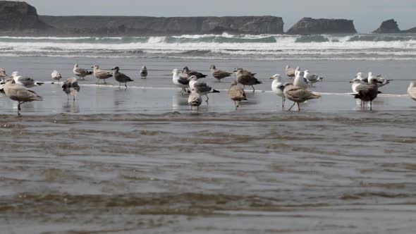 Western Seagull's, both male and female, bathing in a fresh water river as it flows into the Pacific alt