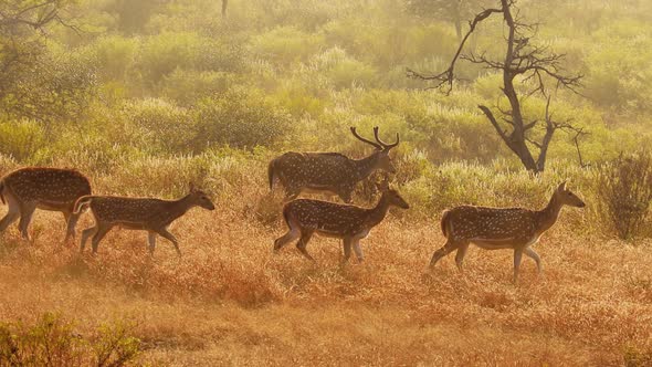 Chital or Cheetal, Also Known As Spotted Deer, Chital Deer, and Axis Deer alt