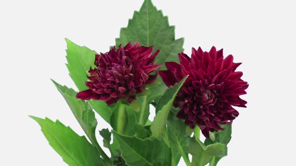 Time-lapse of dying red dahlia flower alt