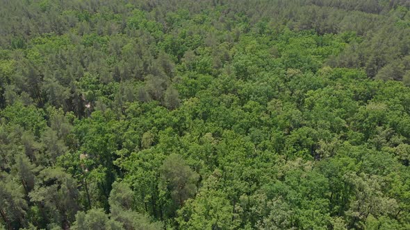 Forest And Village alt