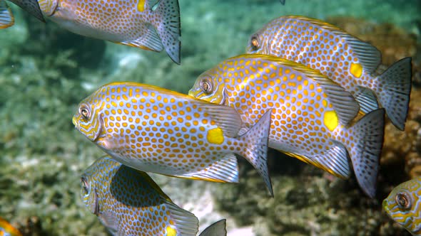 Underwater Video of Golden Rabbitfish or Siganus Guttatus School in Coral Reef of Thailand alt