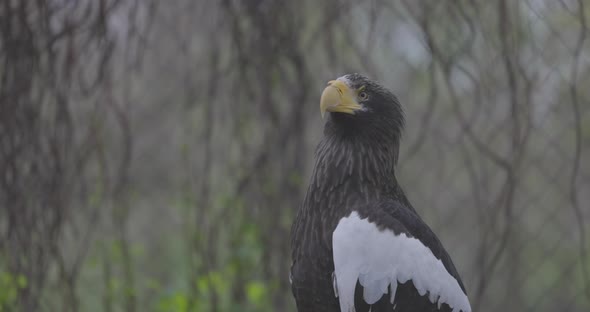 Steller's Sea Eagle Haliaeetus Pelagicus alt