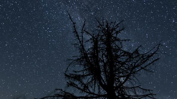 Milky Way Galaxy over Tree Silhouette in Dark Night alt
