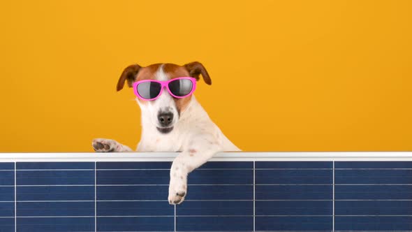 Funny dog breed Jack Russell in sunglasses holds a solar panel  alt