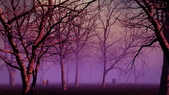 Purple Fog Forest alt