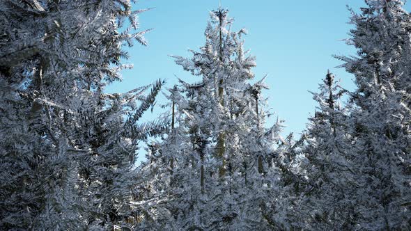 Winter Calm Forest at Sunny Day alt