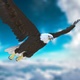 Bald Eagle flying from 4 different angles - 2K - VideoHive Item for Sale