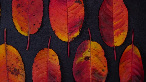 Minimalistic Composition with Autumn Colorful Cherry Leaves Lying in a Row on a Black Background alt