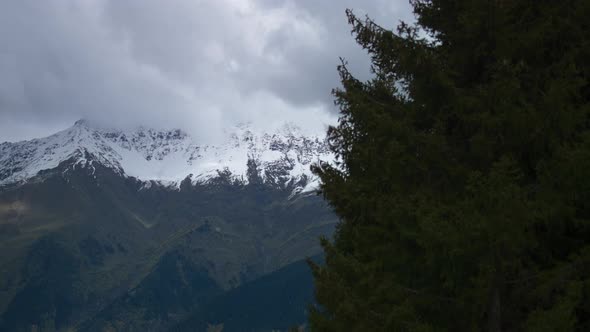 Mountains and clouds behind pine trees