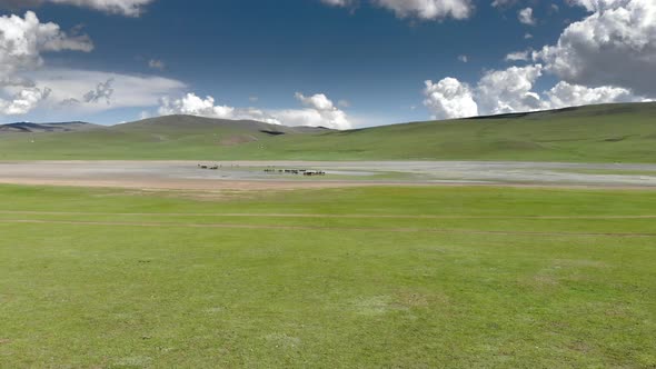 Free Herd of Animals in Natural Lake Water in Treeless Terrestrial Geography alt