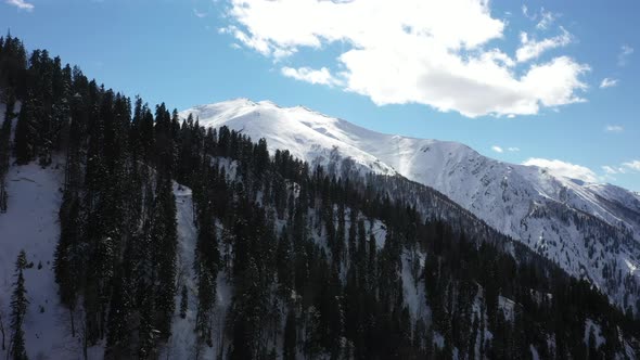 Snow Capped Mountains And Forests