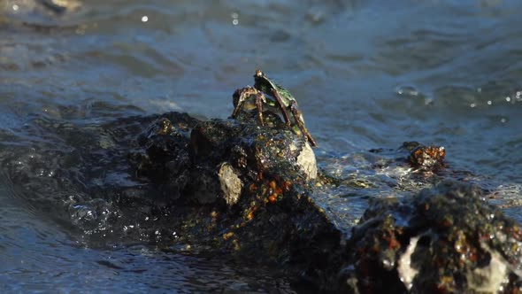 Crab on the Rock at the Beach alt