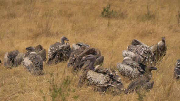 Ruppells vultures in Maasai Mara National Reserve alt