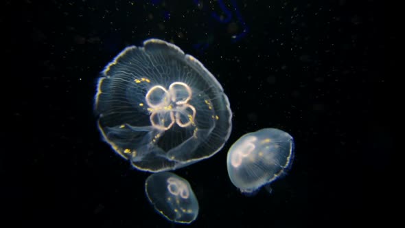 Moon jellyfish (Aurelia aurita) in a aquarium