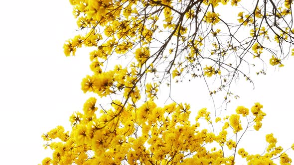 Yellow Tabebuia Flower Blossom alt