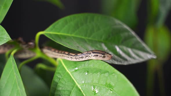 A Small Snake is Crawling in Green Leaves