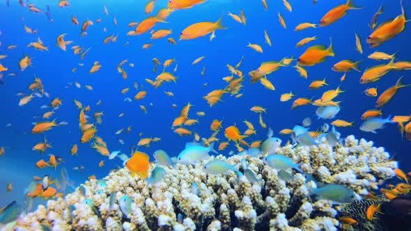 Tropical Fish and Corals alt