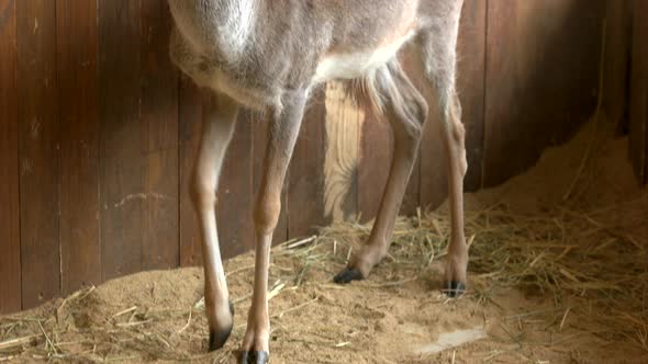 Young Deer at Eco Farm alt