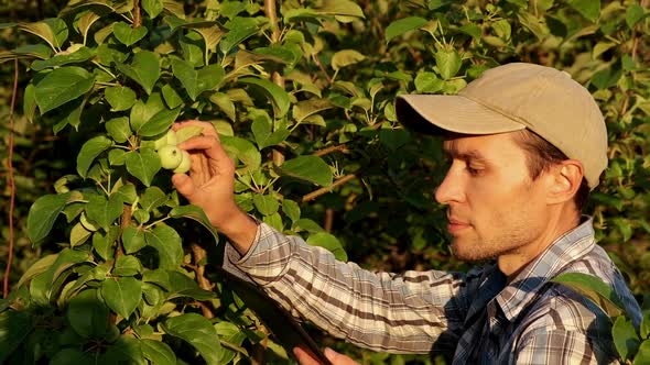 Farmer with Tablet Neaar Apple Tree