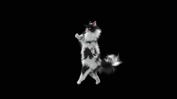 Cat Dancing HD alt