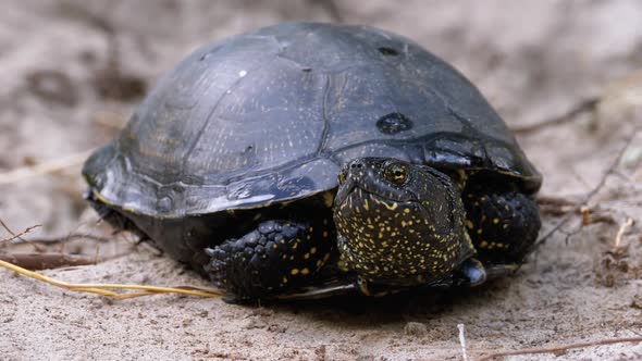River Turtle Lies on Sand. European Pond Turtle Emys Orbicularis. Slow Motion alt