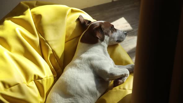 Jack Russell Terrier dog sleeping in soft chair at window alt