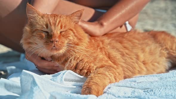 A woman petting a ginger cat on a beach in Greece. Slow motion alt