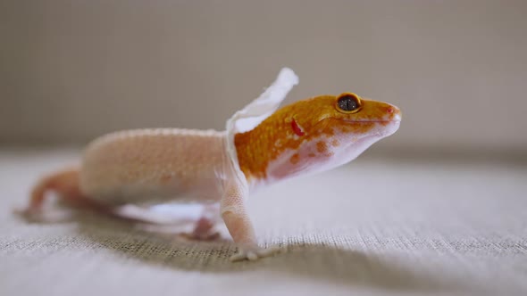 close up leopard gecko with molt she try to pulls the shedding skin off of to eat it