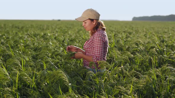 Farmer Girl Examines Ripening Millet in the Field alt