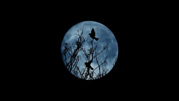 Birds Fly Off Tree Top At Night alt