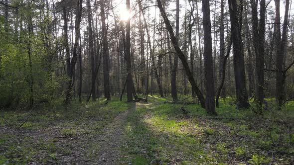Road in the Forest During the Day Slow Motion alt