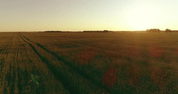 Low Altitude Flight Above Rural Summer Field with Endless Yellow Landscape at Summer Sunny Evening alt