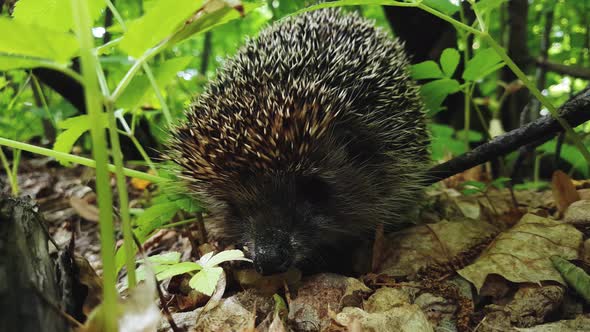 Wild hedgehog sits motionless in the forest.