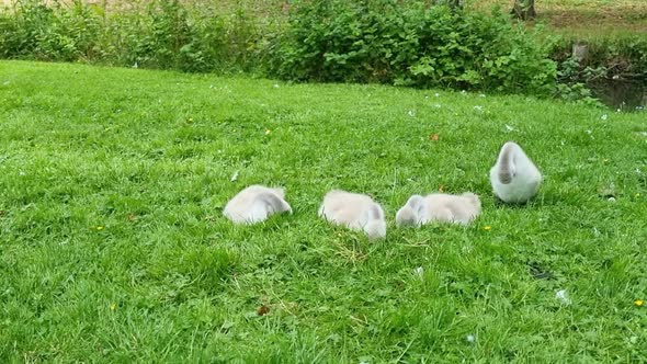 Swan cubs on a green meadow. Young swans nibble green grass