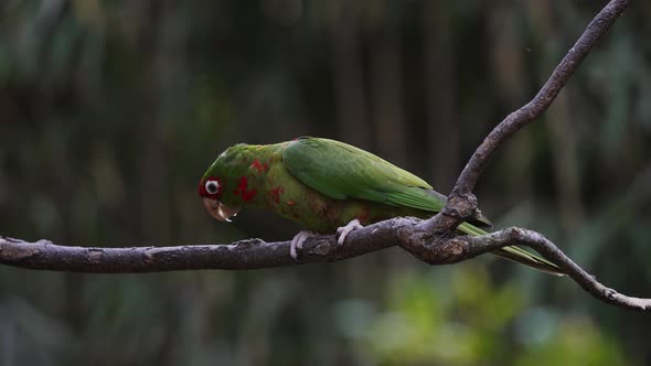 A Mitred Parakeet Sitting on a Wooden Branch in a Forest alt