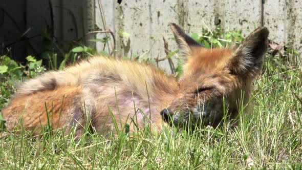 Fox resting in grass on a windy day alt