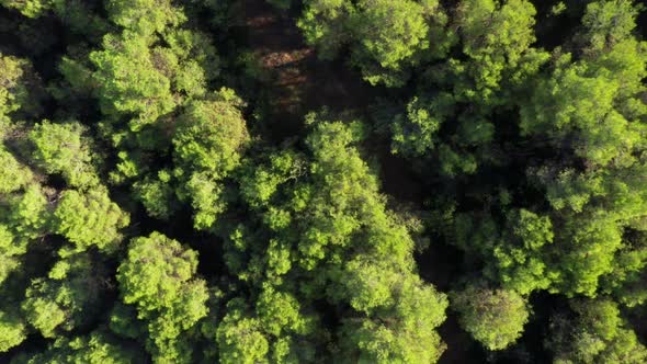 Ascending aerial top down of tree tops in forest lighting from sun flares in nature. alt