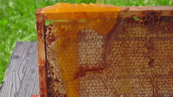 Delicious Fresh Honey Is Flowing Down on the Surface of the Honeycombs alt