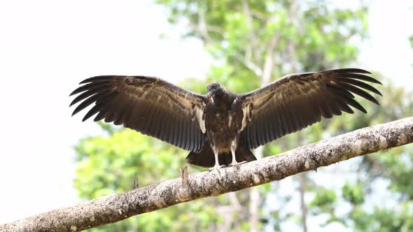 Black Vulture (coragyps atratus) Portrait, Costa Rica Wildlife and Birds, Perched on a Branch in a T alt