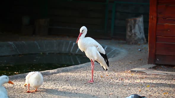 White Stork Wants To Sleep alt